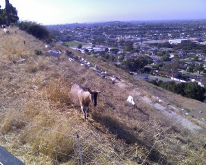 Read more about the article Goats Come to the Hollywood Riviera!