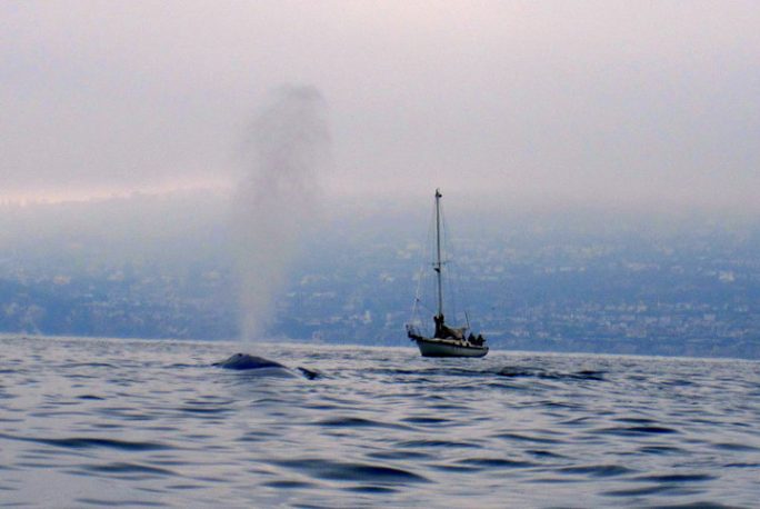 Read more about the article Redondo Beach Treated to a Rare Visit From Giant Blue Whales!