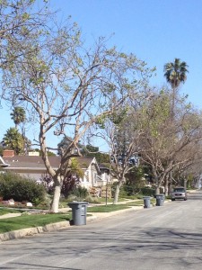 You are currently viewing Spring Time is coming to Calle de Arboles  (the tree street)