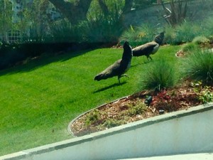 Read more about the article Peacocks in the Hollywood Riviera – we thought they were only prevalent in Palos Verdes???