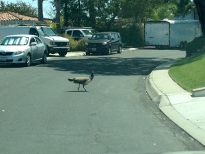 Peafowl Crossing on Calle Miramar