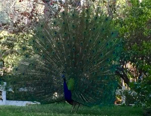 Read more about the article Peacocks in Rolling Hills Estates – Mating season is upon us!
